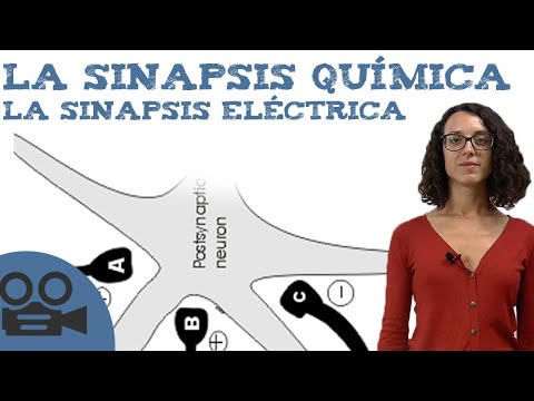 Vídeo: Diferencia Entre Sinapsis Química Y Eléctrica