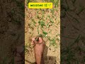 Satisfying Hand Weeding in the Garden | ASMR |( No Talking) #gardening #asmr #relaxing #satisfying