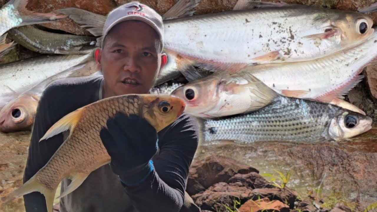 Tiba² Ikan Mengalan Muncul‼️😱