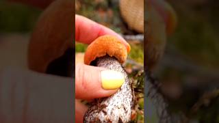 Жёлто-бурый подосиновик #boletus #подосиновики #сбор #грибы #shorts #shortsvideo