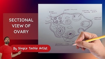 Drawing Sectional View of Ovary Class 12 | Cross Section of Ovary | Human Ovary Structure