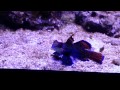 Mandarin Dragonets Eating Frozen! (Mysis)