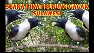 SUARA PIKAT BURUNG GAGAK SULAWESI || GASUL