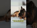 German shepherd playing with kitten#animals #wildlife #Friendship #Us #dog