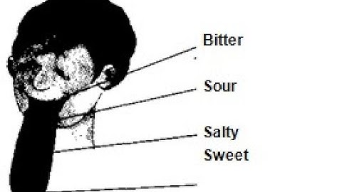 NCERT Solution  of Exercise | Environmental Studies Chapter 3 | From Tasting to Digesting | Class 5