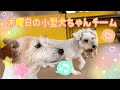 【幼稚園】紫竹山店 🐳木曜日の小型犬ちゃんチーム🐳