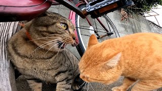 猫の島を歩いていたら強烈な猫のケンカに遭遇した