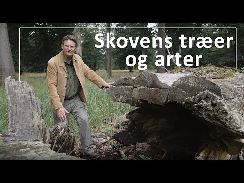 Video: Hvilken type træer vokser i bjergene?