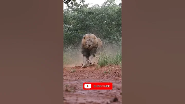 LIONS- Terrifying, Majestic Kings of the Jungle!