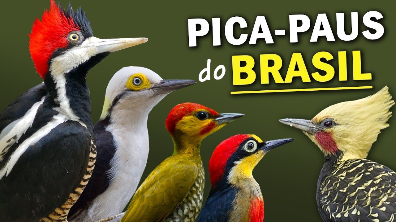 PICA-PAUS do BRASIL: Quantos existem? Qual o MAIOR PICA PAU? CANTOS DOS ...