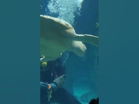 сочинский океанариум.(5) - YouTube