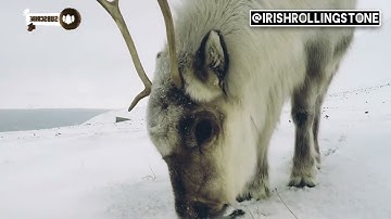 Artemesia - Bits & Pieces @Irishrollingstone