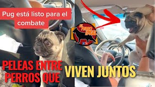 BULLDOG VS PUG, POR QUE SIEMPRE SE PELAN MIS PERROS? by Elperroideal 6,143 views 1 year ago 4 minutes, 55 seconds