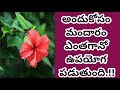 మందార పువ్వులతో అన్ని రోగాలు మాయం ! | Amazing Health Benefits Of Hibiscu...