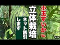 【スイカ立体栽培】4本仕立てでネットに誘引します/受粉作業もあり230528＃スイカ栽培#立体栽培#空中栽培