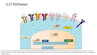 Cytokines signaling and IL17 Pathways