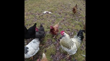 Short - CHICKENS come RUNNING when we call...