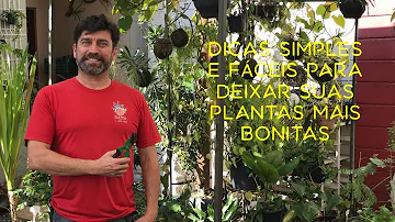 O que é bom para as plantas?