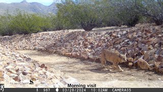 Bobcat visits twice one day and surprised by a person passing by