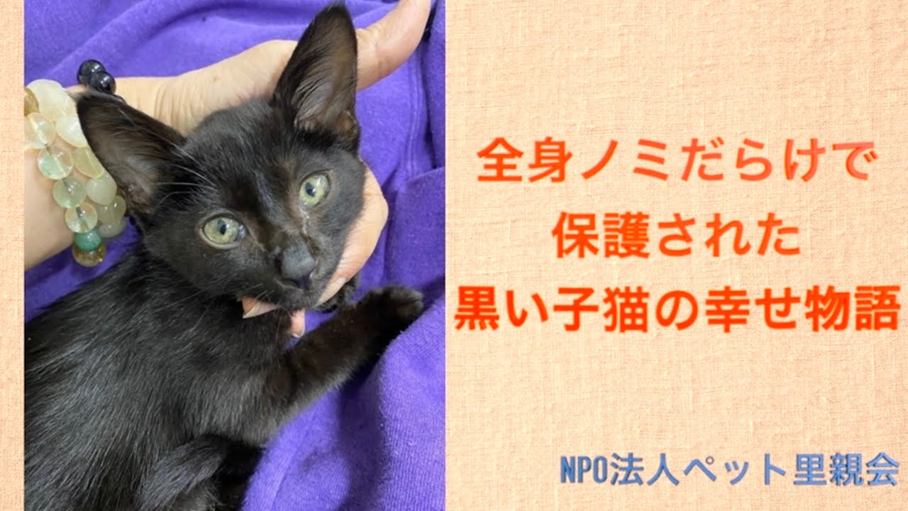 全身ノミだらけで保護された黒い子猫の幸せ物語 Youtube