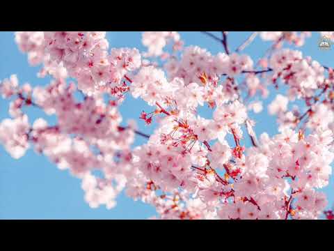 للدمع ان يتحدرا أنشودة تذرف عشقا