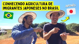 Japão conhecendo agricultura de imigrantes japoneses no Brasil.