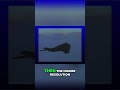 F-117 Stealth Fighter Downed by SAM Missile! #shorts