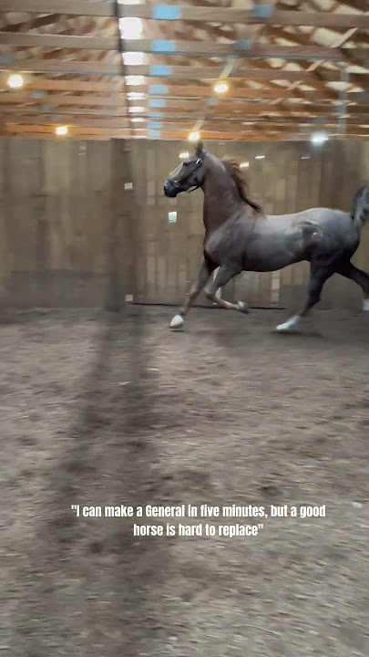 one in a lifetime horse