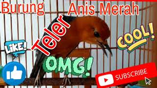 Download Lagu Masteran Bikin Burung Anis Merah Anda Jadi Teler, Full Isian dan Durasi Panjang MP3 Download Lagu Masteran Bikin Burung Anis Merah Anda Jadi Teler, Full Isian dan Durasi Panjang MP3