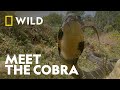 Introducing The Cobra | Legends Of Venom: Cobra | National Geographic WILD UK