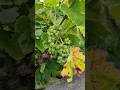 AZORES VINEYARDS 🍇🍷.#AZORES #VINEYARDS #TERCEIRA #VINEMUSEUM #LAVASTONE #VULCANO #vine #vinarstvi
