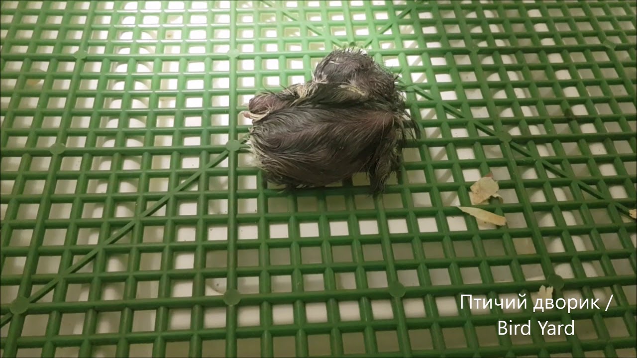 Сложности инкубации и вылупления яиц кур породы Маранс - YouTube