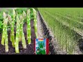 Asparagus Cultivation Techniques