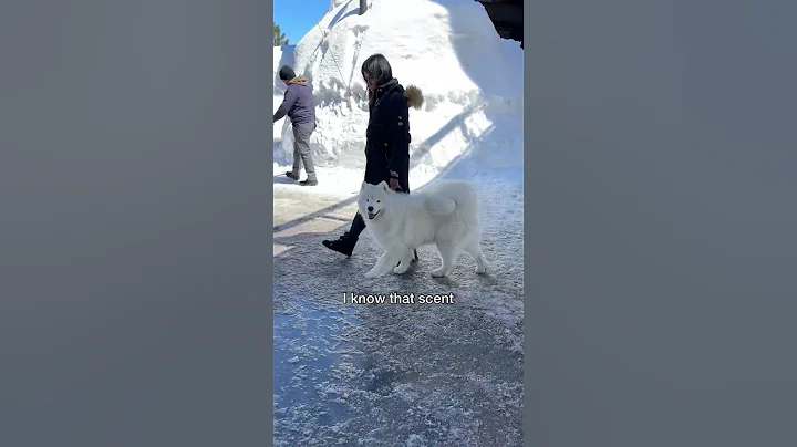 That’s why you shouldn’t have polar bears as pets #dog #samoyed - DayDayNews