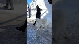 That’s why you shouldn’t have polar bears as pets #dog #samoyed