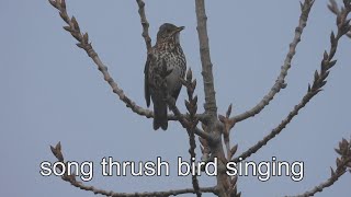 Song Thrush Stand On Branch Singing Loud In May 2023 !