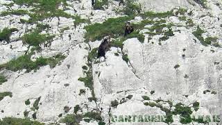 Infanticidio de Osos. Un Imponente Oso Macho intenta despeñar a los esbardos de una Osa acorralada