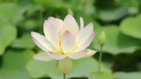 مقطع من سورة مريم لأبي المبارك رضوان السقاف