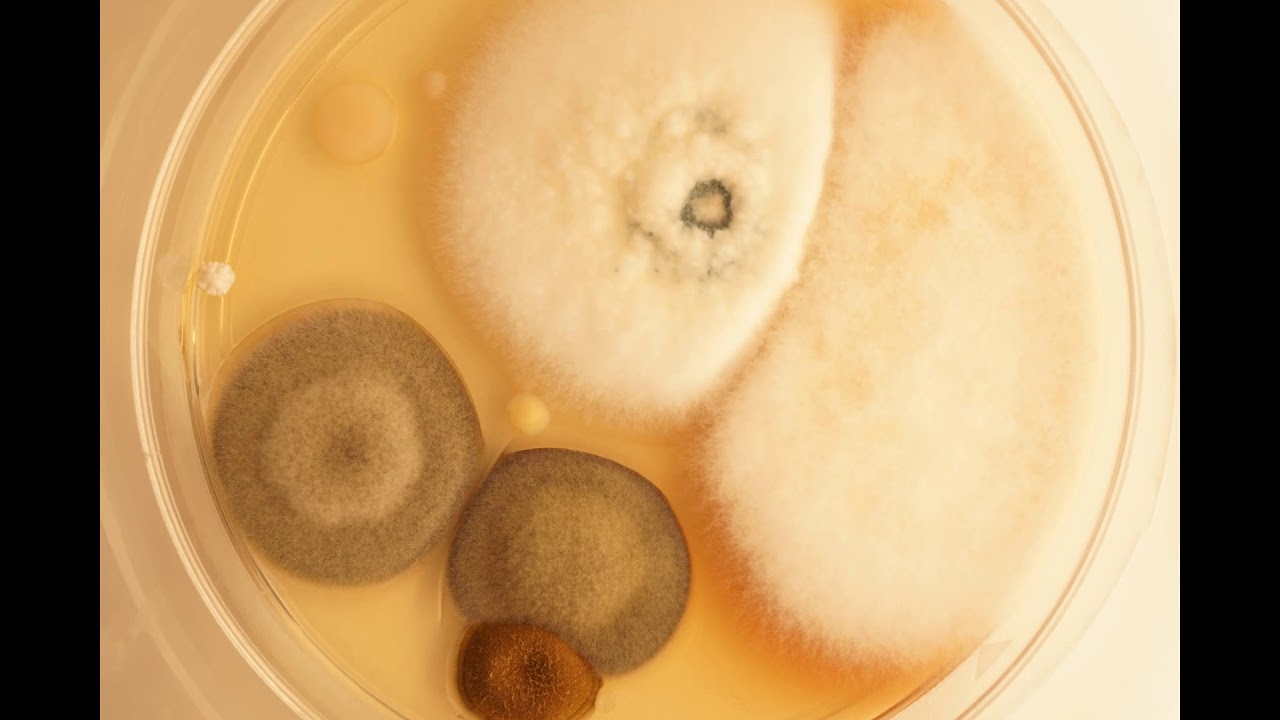 Mold growth timelapse macro YouTube