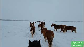 Снежная зима | Сгон табуна | Кормим овсом.Snowy winter and semi-wild horses.