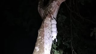 Download Lagu Saya Sampai Terheran Heran, Menemukan Media Santet Gantung Waris MP3