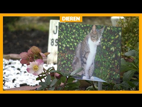 Video: Kinderen En Huisdieren: Is Het Delen Van Bedden Veilig?