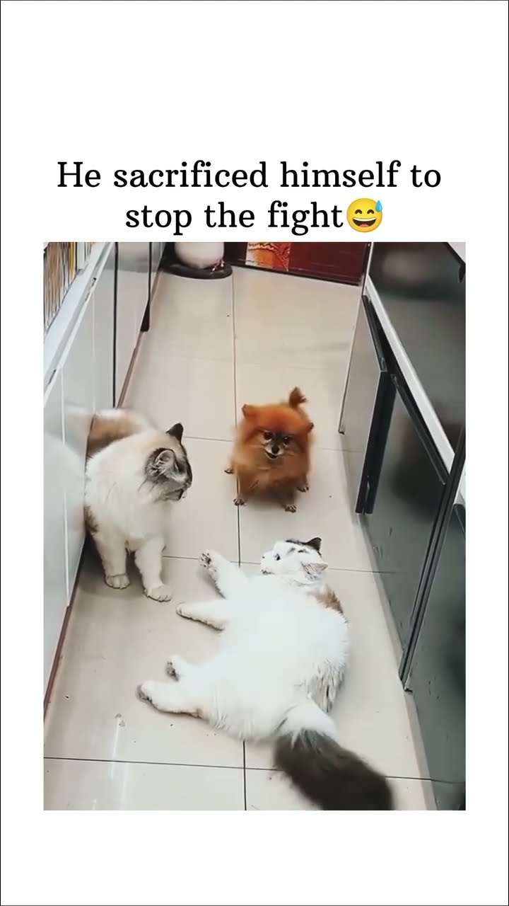 Doggyo seen the fight and was like bro ima need u 2 stop right there