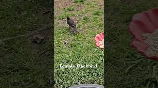 female blackbird #blackbird #femaleblackbird #birds