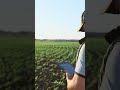Integrating AI, IoT, and Satellites in Farming