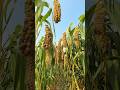 :Golden Millet Harvest – A Gift from Time 🌾 | Rural Life &amp; Growth #audio #vairal #short