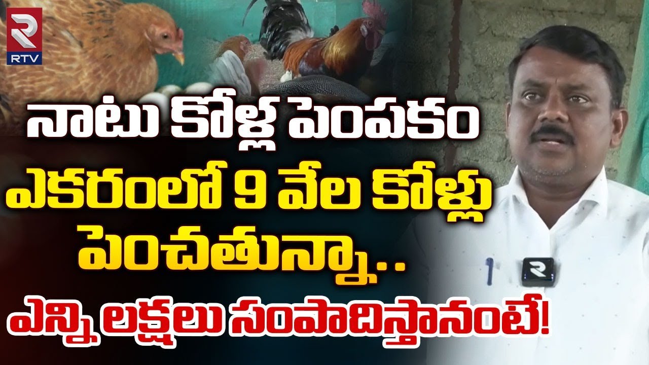 నాటు కోళ్ల పెంపకం ఎకరంలో 9 వేల కోళ్లు పెంచతున్నా..| Poultry Farming in Telugu  | Naatu Kollu | RTV