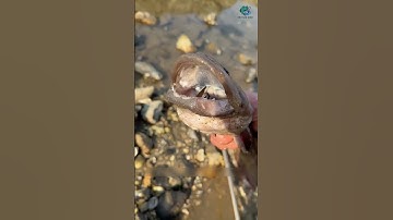 Anh em biết nước trắng tui bỏ vô lẩu là gì không | Review bắt hải sản #shorts #sanbathaisan