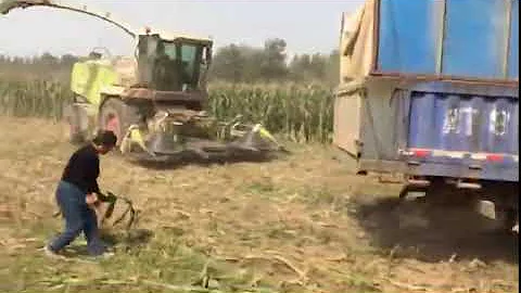 jadis corn forage silage harvester with good price Linda +86 15075155012
