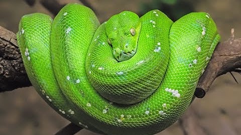 🐍🌿 Green Tree Python: Nature’s Living Jewel 💚🐍 | Stunning Arboreal Predator of the Rainforest